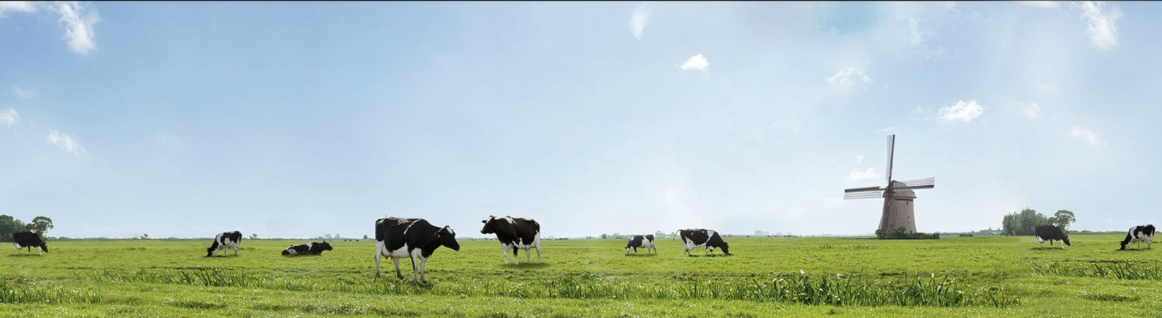 Open field with cows and a windmill in the background